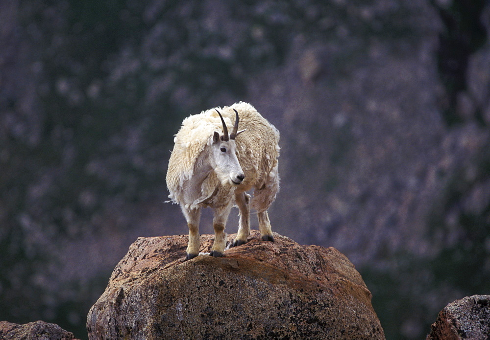 Mountain goat on peak, Mt. Evans, Colorado, United States of America, North America