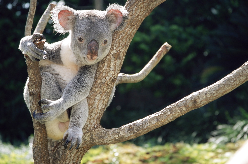 Koala bear in a tree in captivity, Australia, Pacific