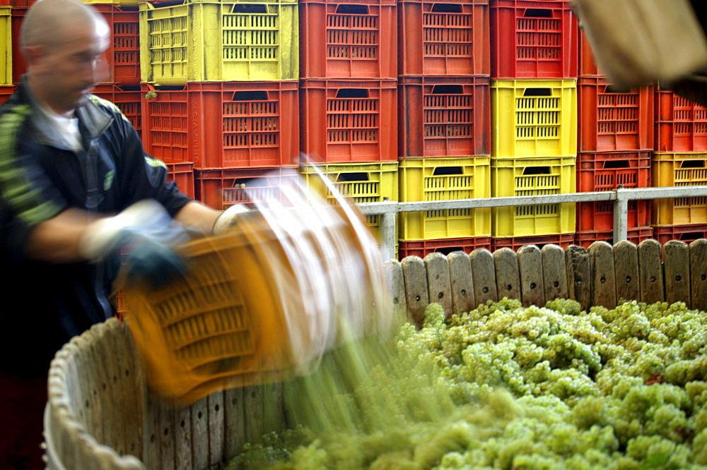 Grape press, Bellavista winery, Erbusco, Franciacorta, Lombardy, Italy.