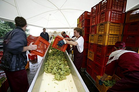 Bellavista winery, Erbusco, Franciacorta, Lombardy, Italy.