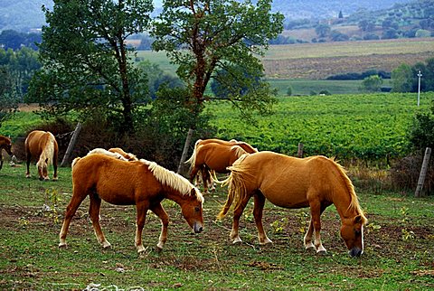 Horse-breeding, Montemelino, Solomeo, Umbria, Italy