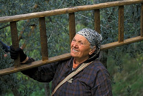 Olive-picking, Bovara di Trevi, Umbria, Italy