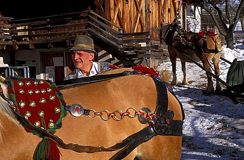 A peasant wedding, Preparation of the horses, Castelrotto, Trentino Alto Adige, Italy.