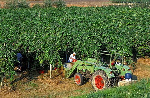 Vineyard, Masera' di Padova, Veneto, Italy 