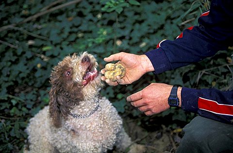 Truffle-hunting, Dovadola, Emilia Romagna, Italy