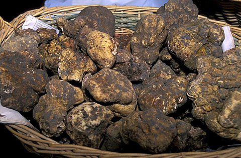 White truffles, Dovadola, Emilia Romagna, Italy