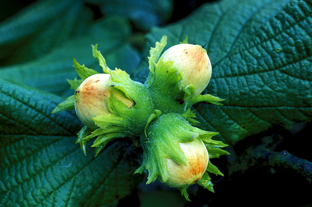 Corylus Avellana, Hazelnut flowers, North Italy, Italy