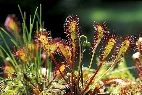 Drosera Rotundifolia, North Italy, Italy