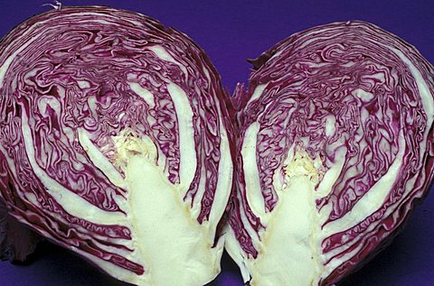 Brassica Oleracea, Cabbage, North Italy, Italy