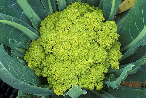 Cauliflower, Italy