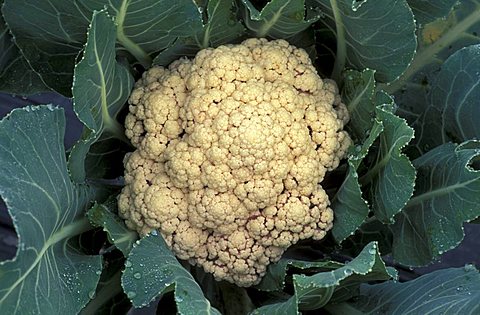 Cauliflower, Italy