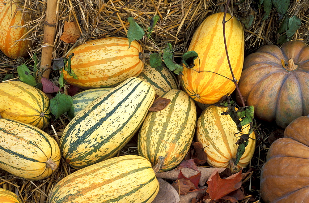 Cucurbita, Pumpkin, Italy