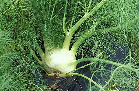 Foeniculum Vulgare, Fennel, Italy