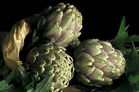 Cynara Scolymus, Artichoke, Italy