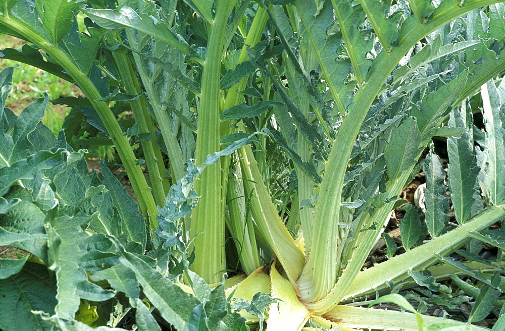 Cynara Cardunculus, Cardoon, North Italy, Italy