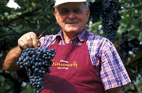 Harvesting in Cantina Simoncelli, Rovereto, Trentino, Italy