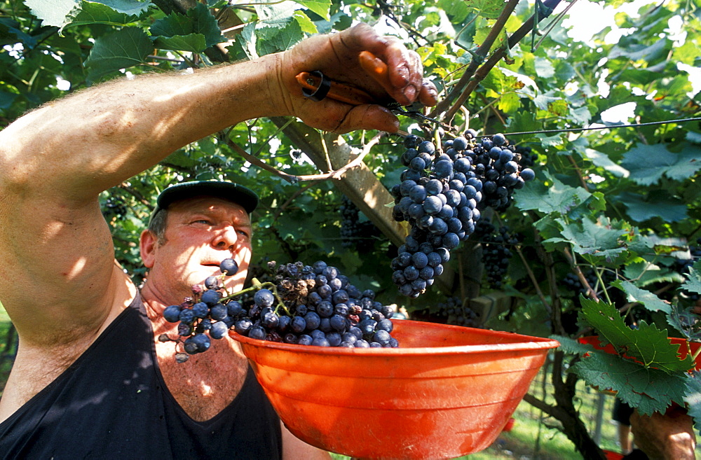 Harvesting in Cantina Simoncelli, Rovereto, Trentino, Italy