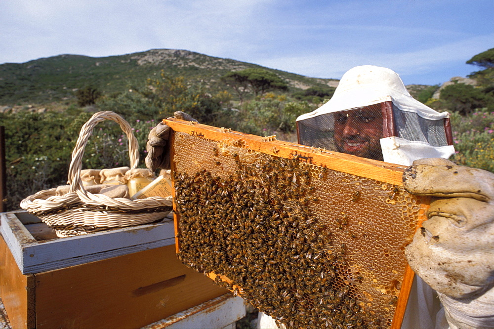 Maurizio Anichini beekeeper, Giglio Castello, Isola Del Giglio, Toscana, Tuscany, Italy