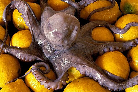 Octupus, Isola Del Giglio, Toscana, Tuscany, Italy