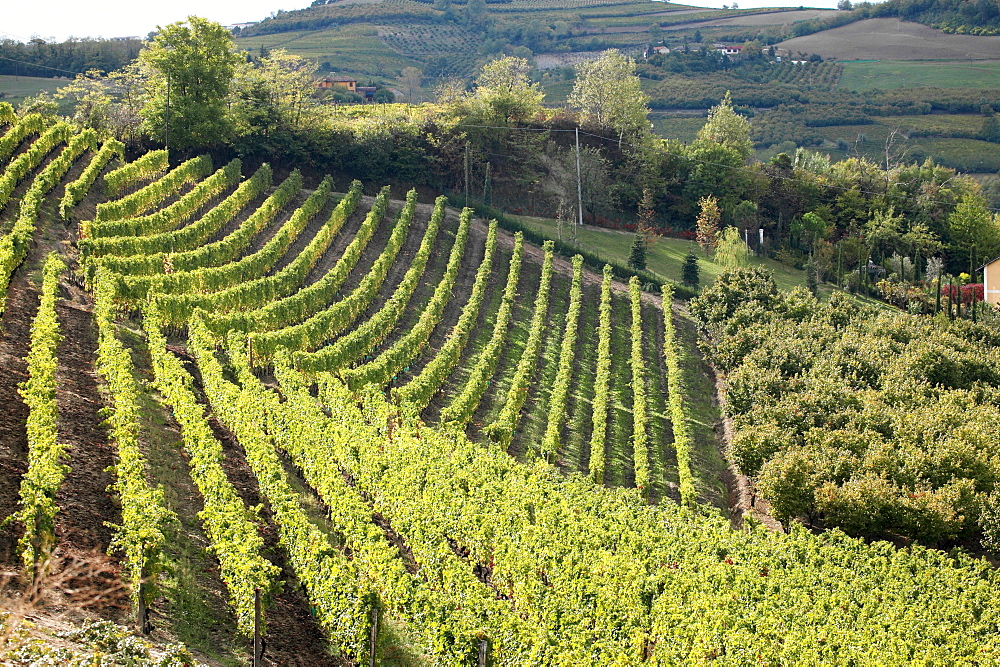 Vineyard, Mango, Langhe, Piedmont, Italy