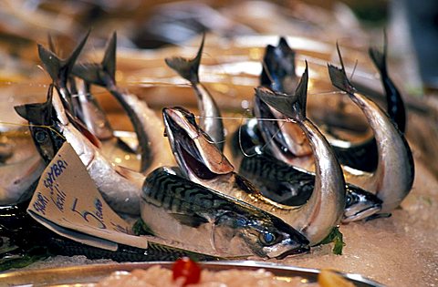 Mackerels, market in quartiere Capo, Palermo, Sicily, Italy