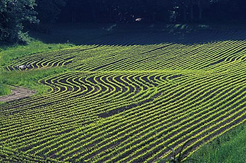 Maize field