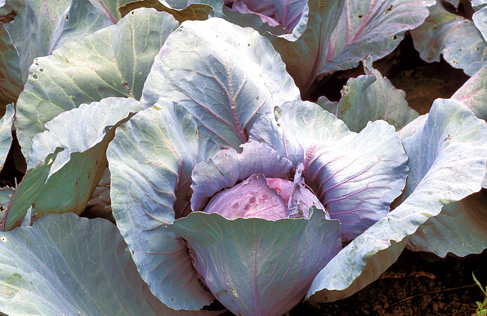 Brassica Oleracea, var. Capitata "Rosso D'Olanda"