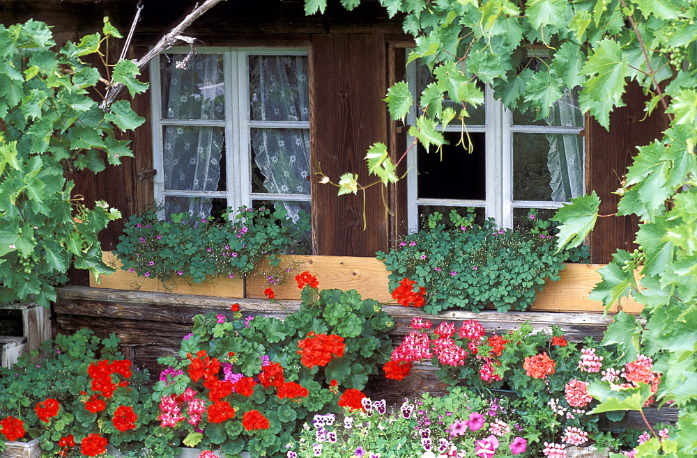 Windows with pelargonium, oxalis, violas and vine