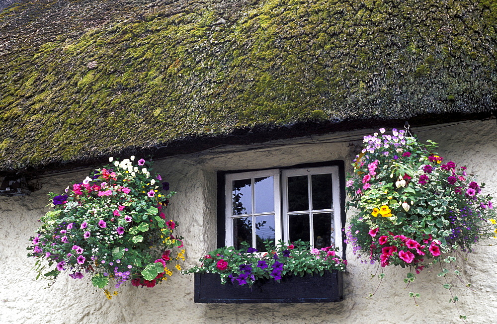 Windows with violas, tagetes, petunias, pelargonium and impatiens