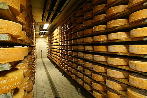 Puzzone cheese, Moena, Trentino Alto Adige, Italy