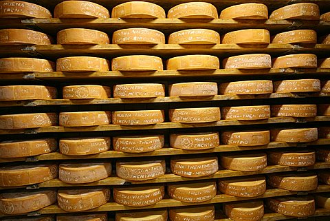 Puzzone cheese, Moena, Trentino Alto Adige, Italy
