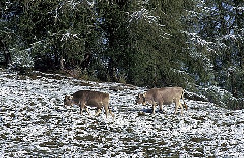 Grazing land covered with snow, Val di Rabbi, Stelvio national park, Trentino Alto Adige, Italy