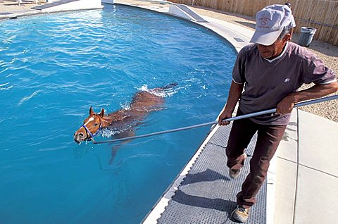 Swimming pool, Turf Paradise racecourse, Phoenix, Arizona, United States of America, North America