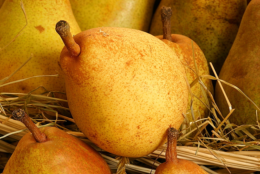 Decana Comizio pear, Italy
