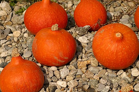 Pumpkins, Italy