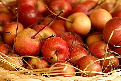 Crab apple, Italy