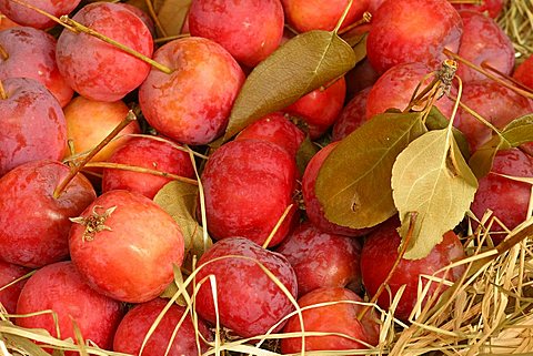 Crab apple "Mcintosh", Italy