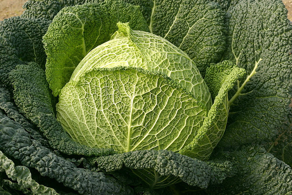 Brassica oleracea ssp. sabauda "Wirosa", Italy