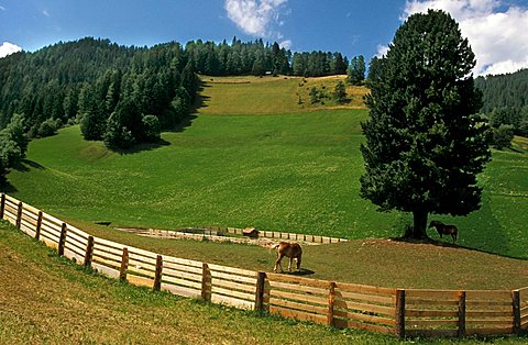 Grazing land, Val Pusteria, Trentino Alto Adige, Italy