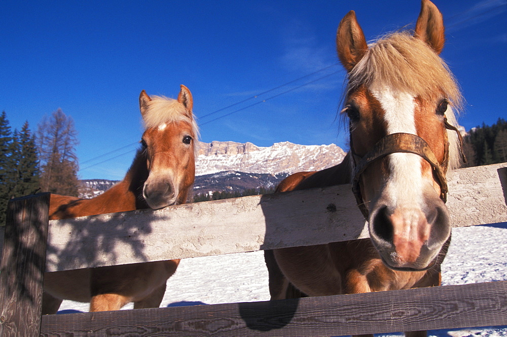 Haflinger horse, Alta Badia, Trentino Alto Adige, Italy