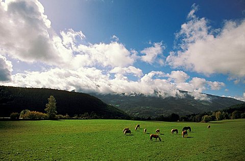 Grazing land, Val Pusteria, Trentino Alto Adige, Italy