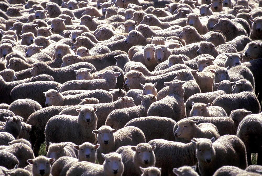 Flock of sheep, Fara-House, Coromandel Peninsula, North Island, New Zealand, Pacific
