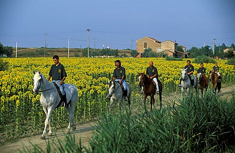 Friends' of the Horse in Porto Levante, Porto Tolle, Veneto, Italy