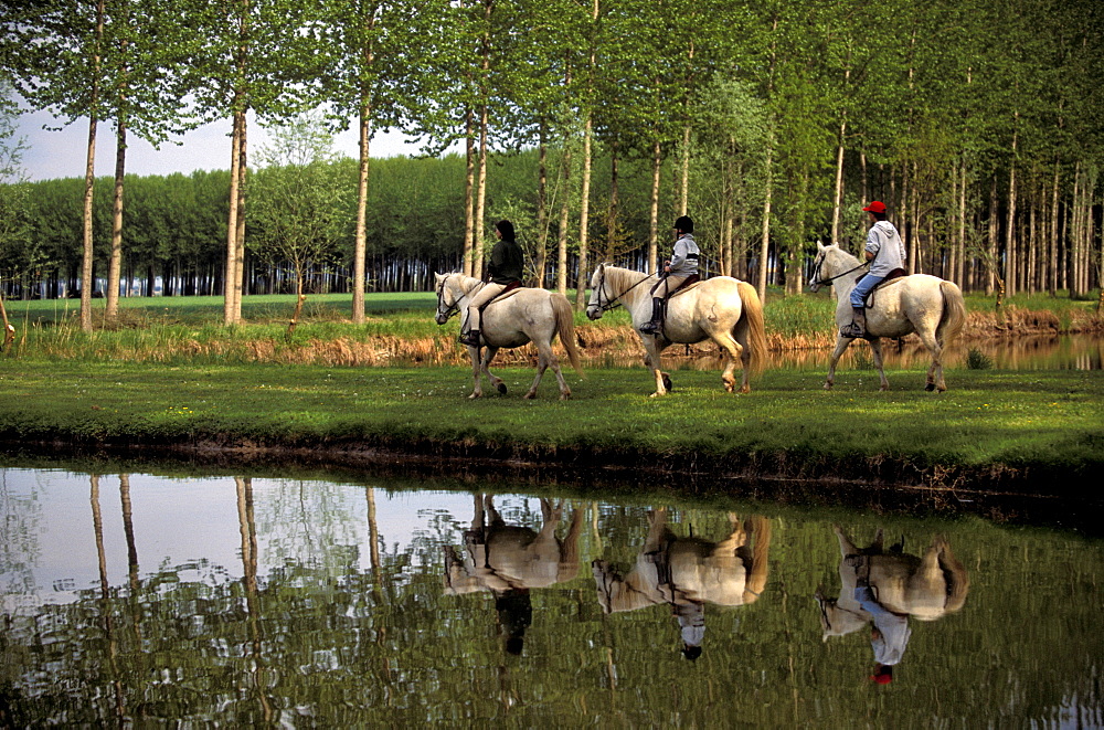 Horseback riding, Le Prandine farm, Mirabello, Emilia-Romagna, Italy