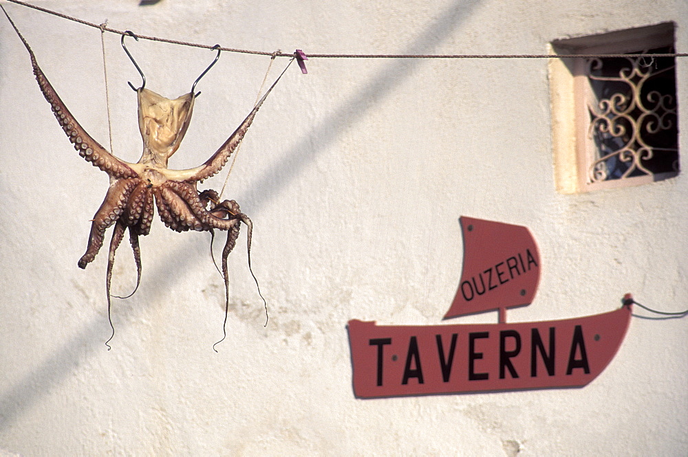 Octopus hanging at sun, Santorini, Cyclades islands, Greece, Europe