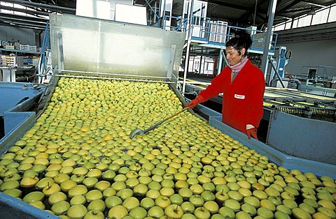 Apples, COAV consortium, Tovo di Sant'Agata, Lombardy, Italy