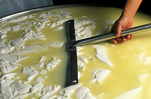 Preparation of Gorgonzola cheese, Paltrinieri Dairy, Prato Sesia, Piedmont, Italy