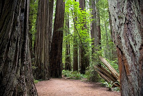 Jedediah Smith Redwood State Park, California, United States of America, North America