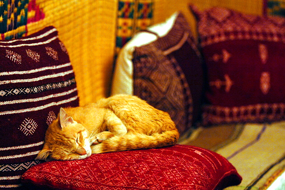 Cat, Hammamet, Tunisia, North Africa, Africa