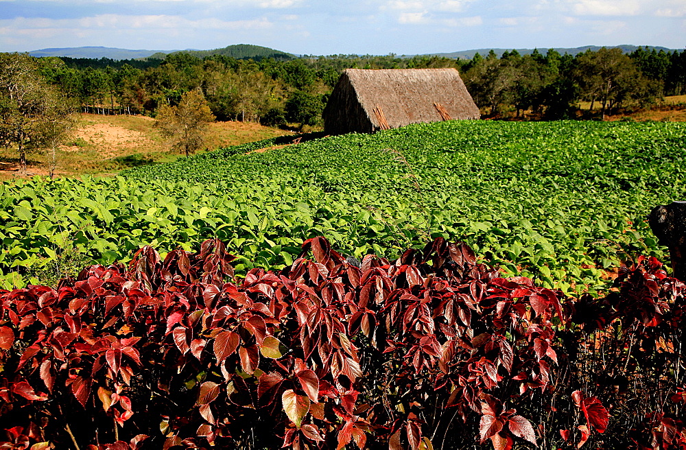 Tobacco cultivation, Vi, Vinales, Cuba, West Indies, Central America